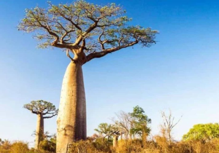 Baobab tree, southern Africa