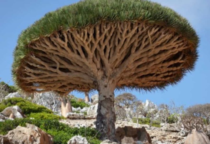 Dragon blood tree, Socotra
