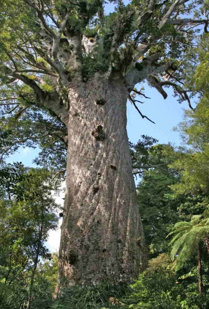 Kauri tree, New Zealand