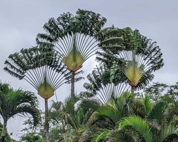 Ravenala, Madagascar