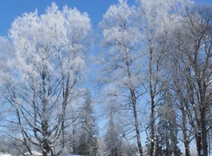 Silver birch, Finland