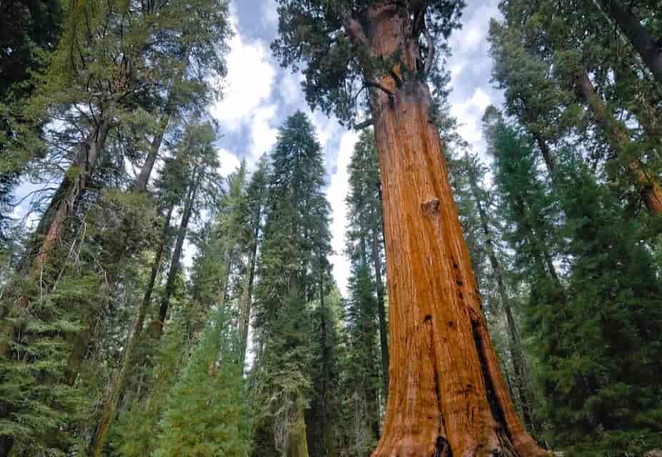 Behold the giant sequoias and redwoods