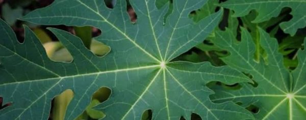Incredible Benefits Of Papaya Leaf